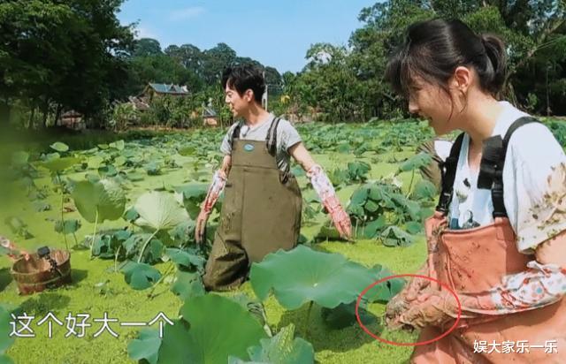 向往的生活|《向往的生活》嘉宾挖藕被吐槽作秀,官博无奈科普,没文化真可怕