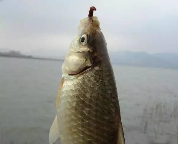 |子线易切，多半不是中钩鱼太大，这两个细节，也是罪魁祸首