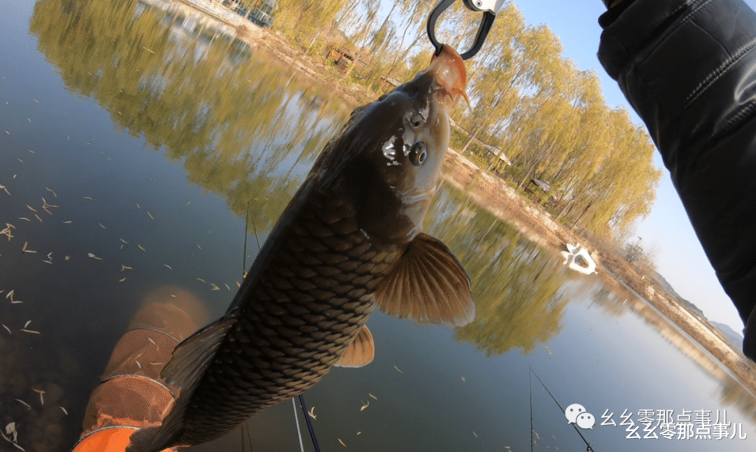|“肉夹馍”有点强，大鲫大鲤连竿忙！还有鲈鱼和白鲢，入冬也钓爽