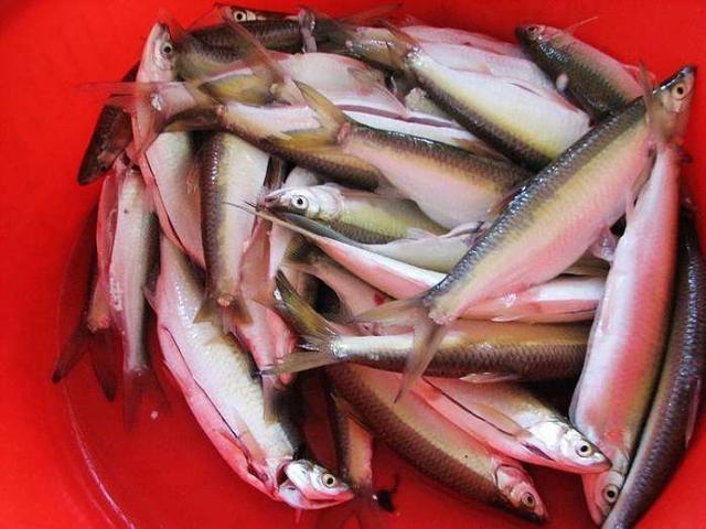 |应付烦人的小杂鱼，有七种方法供你选择，钓鱼新手收藏