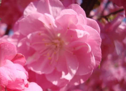 「」4月坏事不近身,财运旺盛的属相,喜鹊叫喜事来,发展顺利