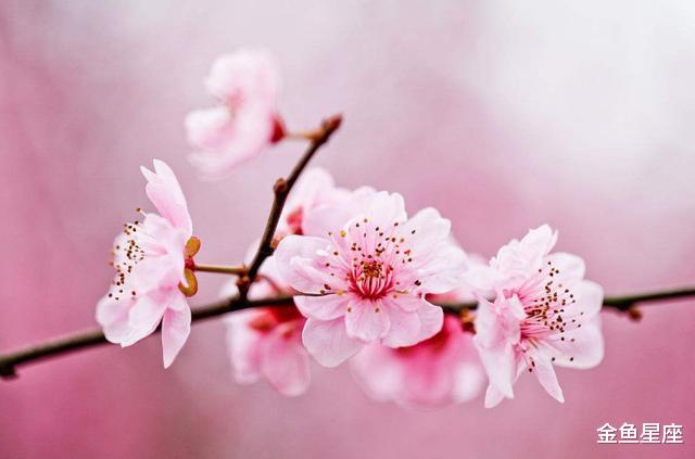 生肖|3生肖，开启新篇章，双喜临门，气势如虹