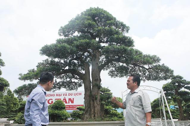 睹图|?男子花30万买回3棵古树，如今有人出120万买一棵不舍得卖