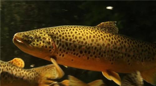 「食材」6种中国“顶级食材”，看似不起眼按克卖，普通人望尘莫及