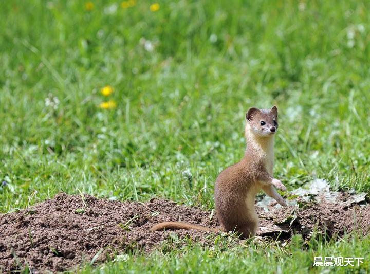 『』为什么进屋的黄鼠狼不能打死？不是封建迷信，是有科学依据的
