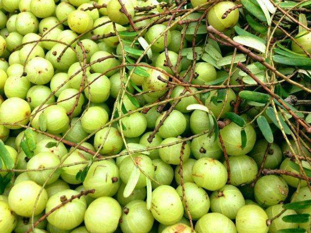 脑血栓|女人不想子宫早衰，秋天多食此果，美白淡斑，还能滋养卵巢