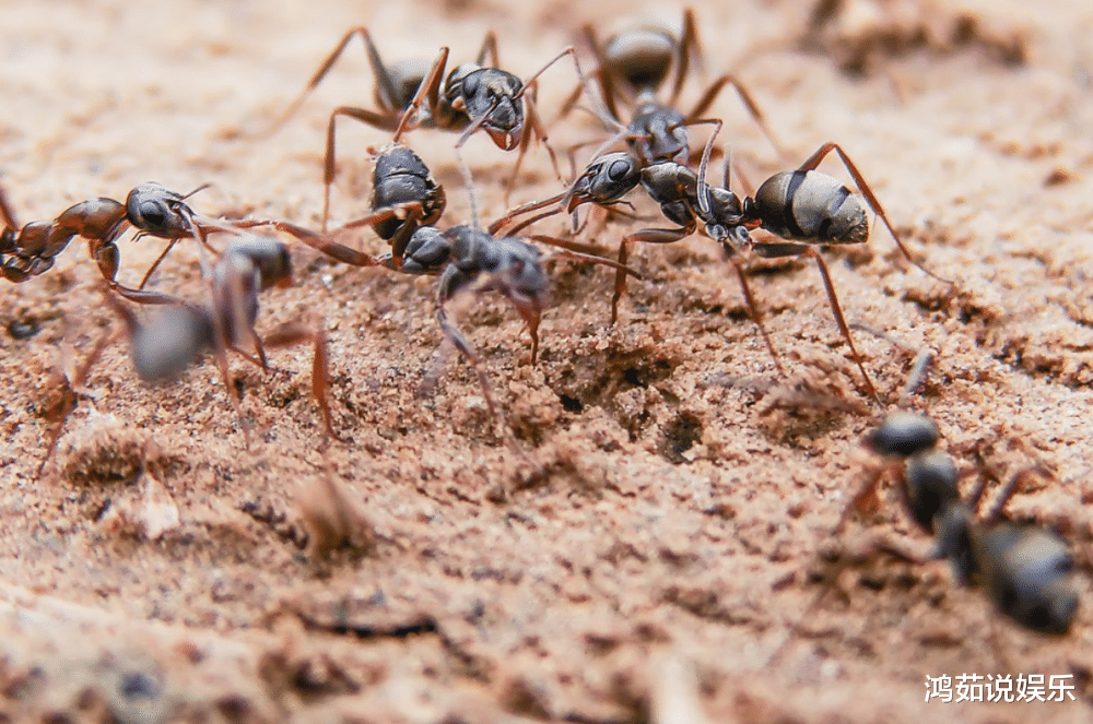 ?蚂蚁并非是“二维生物”，科学家发现多维度空间，人类一直理解错了！