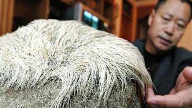 晓君侃史|农民捡到一块石头,上面长满“白头发”,专家看后:封锁村庄