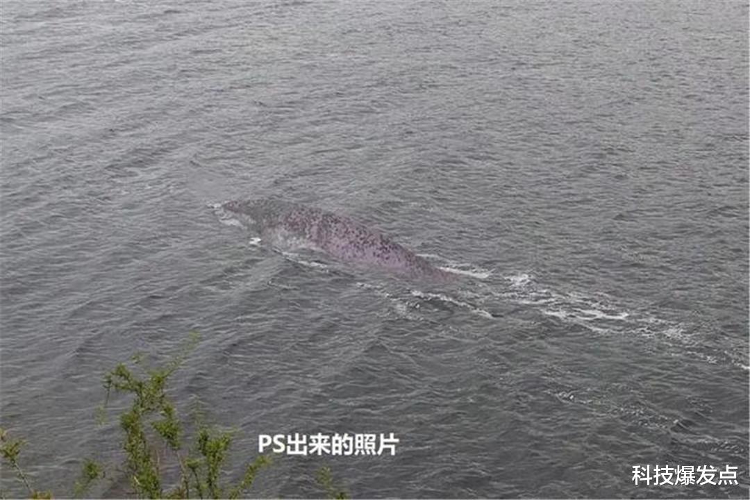 爱因斯坦|尼斯湖又现不明生物，通体黑色没有脖子，在湖水当中迅速穿行！
