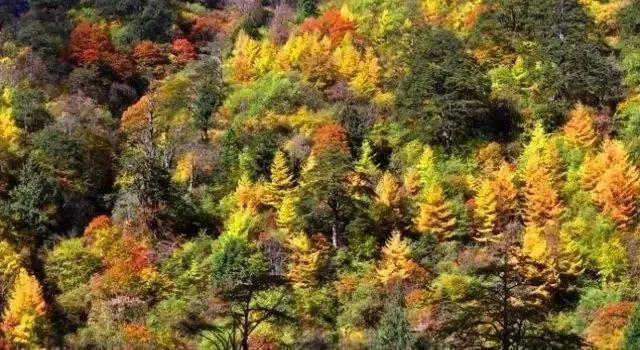 峨眉山|2020年红叶观赏指南!美成仙境,人少景美,还有温泉泡!