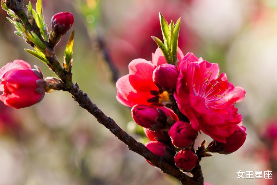 『生肖』苦尽甘来,迎来大喜!此三生肖接,注定福星高照,一顺百顺生意火