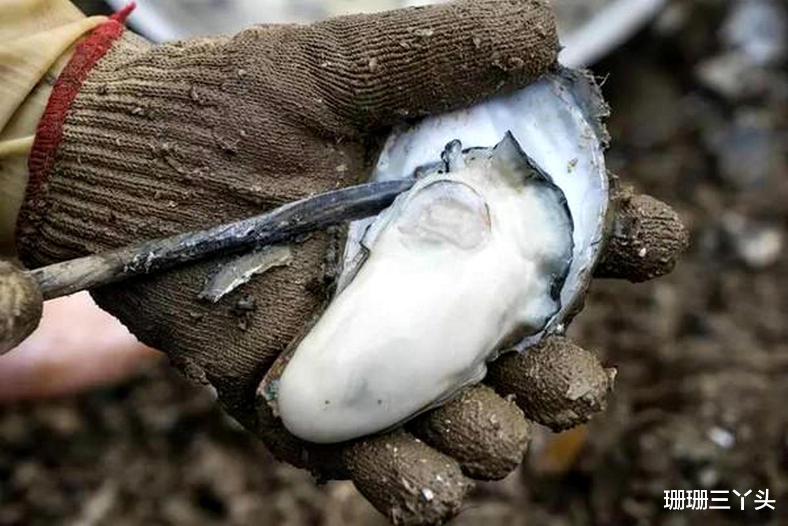 珊珊三丫头|广东这“海滨”城市，是中国“最佳”产蚝地之一，游客：鲜翻味蕾