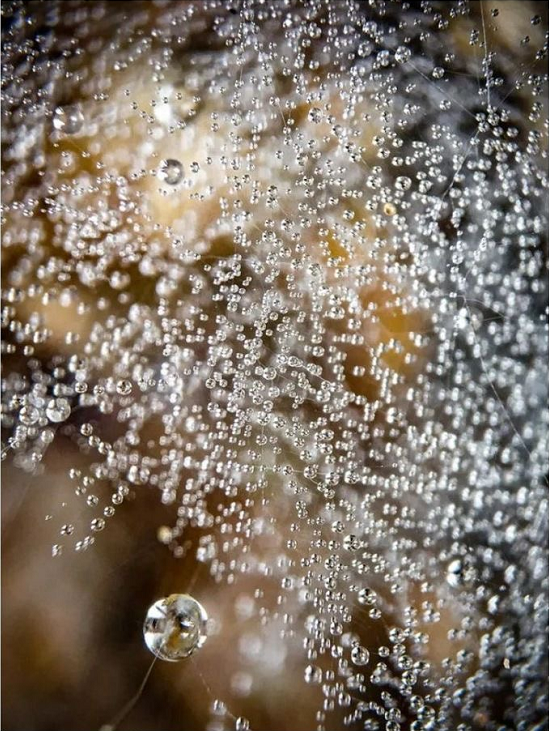 蜘蛛|涨姿势了，26张图告诉你世界又多奇妙！