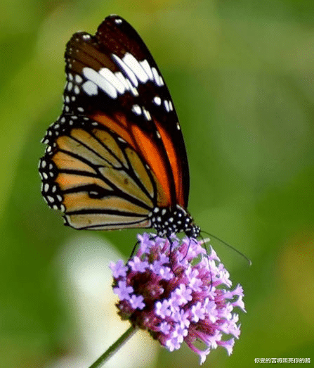 『吉星』下半年吉星进门，4属相接二连三撞桃花，财利并进，生活风生水起