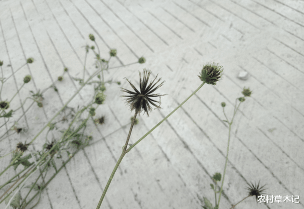 「」它便是“鬼针草”，价值珍贵，却少人认识，常被除掉