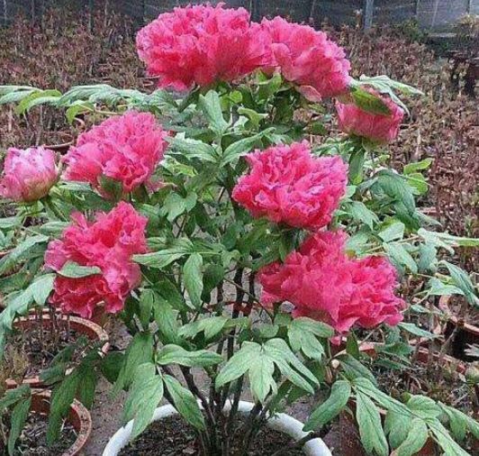 #狮子座#姻缘逆袭，旧爱入心，3星座喜上眉梢，见好就收