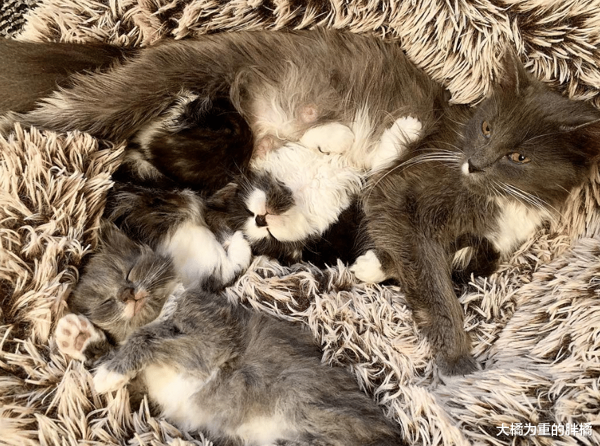 门前趴着4只猫，猫妈妈领着小猫向女孩示好，去世前终于了却心愿