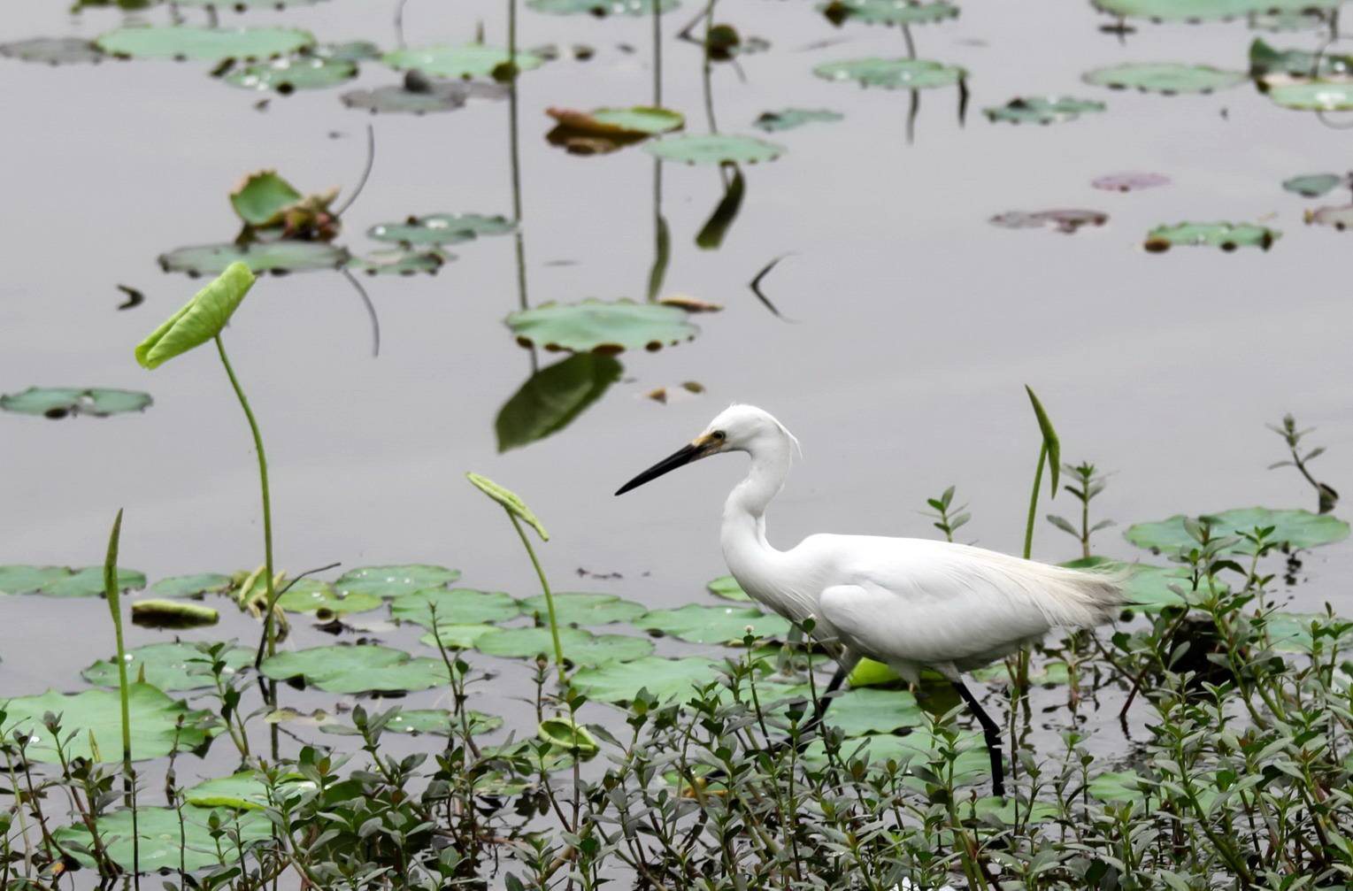 ##蚂蟥的命到底有多硬？不仅雌雄同体，还晒不死？
