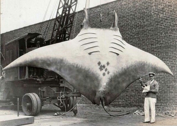 [科学家]这些只能在，传说中听到的动物，真正存在于现实中！