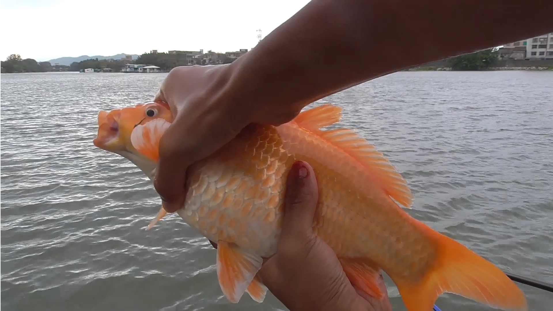 |野钓大鱼该调几钓几,老手教你正确的处理思路,实战才是硬道理