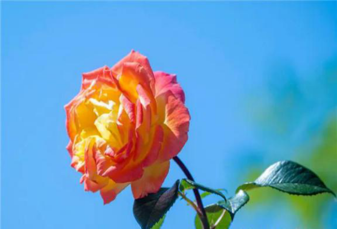 巨蟹座|八月过后跌跌撞撞，此生相伴，三星座破镜重圆，再续前缘，相守到老