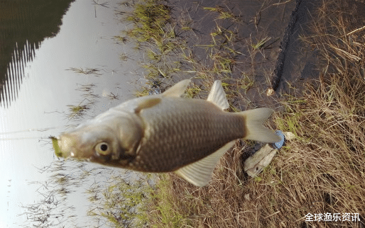 【】四五月钓鱼绝密“饵料”，一天野钓80斤，旁边钓友都闭口了