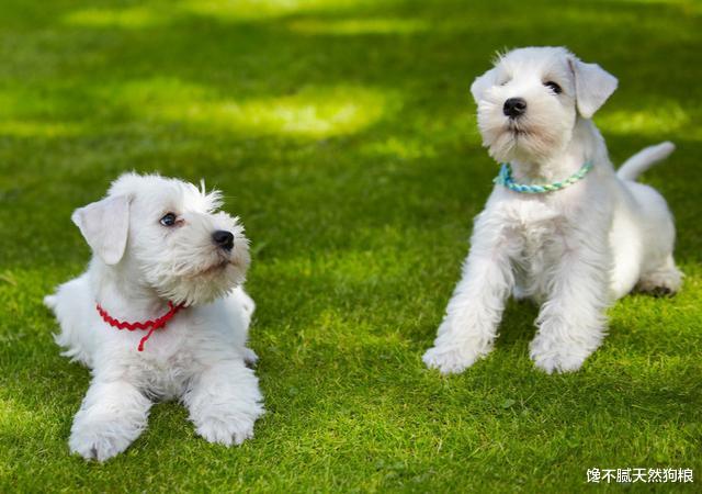 这6种不爱掉毛的狗狗，看看你喜欢哪一只？网友：我都想要