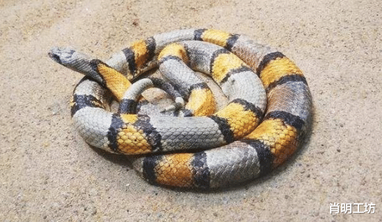『』中国毒蛇排行榜，最好不要招惹它们，捕蛇人看见都紧张