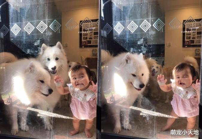 妈一早到阳台晾衣服，屋内3只宝汪偕小主人集体偷看！