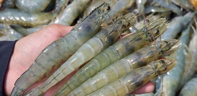 人民币|中国宣布：将对厄瓜多尔冻虾进行检测，厄方：出口后概不负责