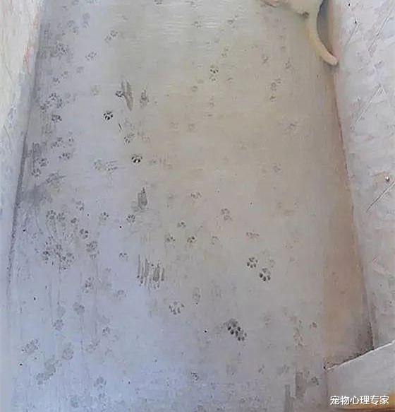 女子发现水泥地有梅花印记，正想发火，低头一看却不知道咋办了