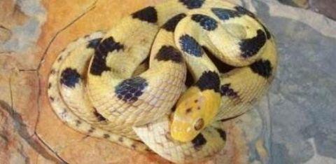 【毒液】蛇类单挑排行榜, 谁才是“大佬”?