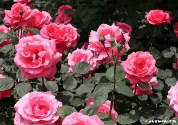 |8月21号开始，4属相好运缠身，富贵盈门，添喜添丁又添福