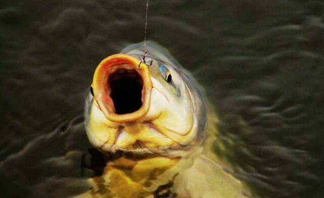 烤鱼|吃剩的米饭不要倒掉，用来做鱼饵，专钓大鲤鱼