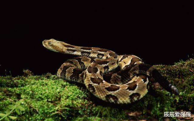 #扬子鳄#是什么动物激发了古人绘制龙的形象呢，龙又是起源于什么时候？