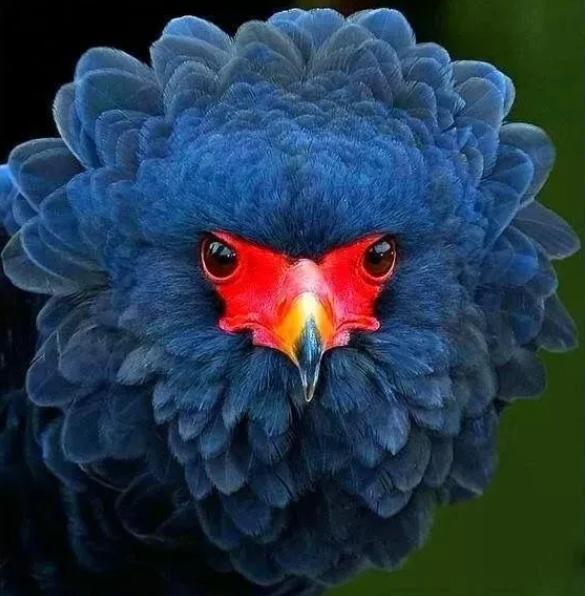 『』不开玩笑!林子大了,还真是什么鸟都有!