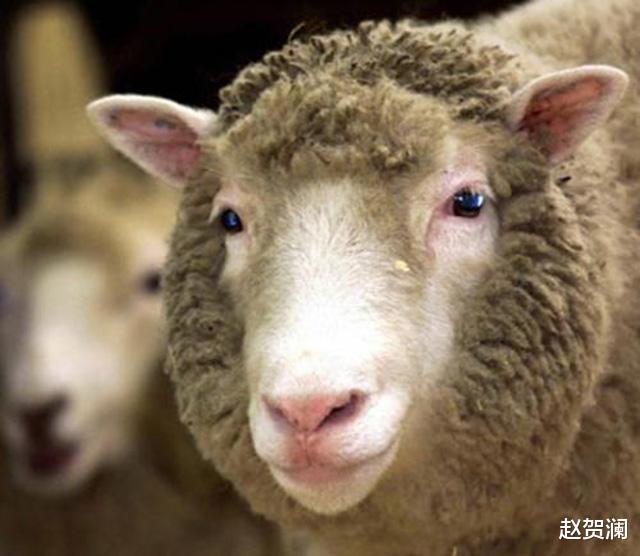 「科学家」24年前就造出克隆羊,为何不克隆人?看看克隆羊的下场,多恐怖