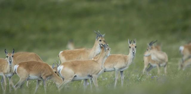 「老虎」蒙古大草原上为什么没有老虎？