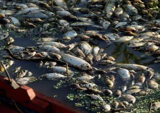 |为什么鱼贩要给水里加柴油?