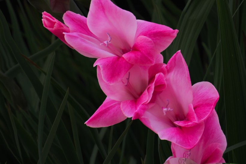 『生肖』7月中旬，旧爱找上门，前缘再续，误会解除恩爱一生的四大生肖