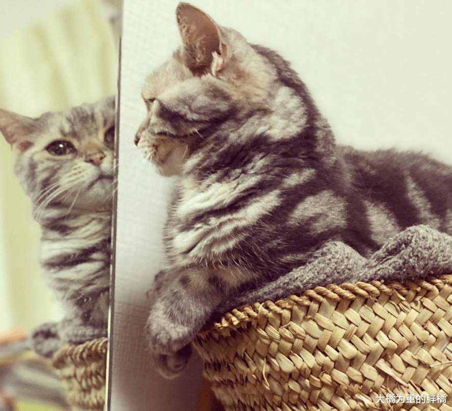 喵星人跟厕所水龙头较劲，喝不成水还次次被淋湿，却让它意外走红