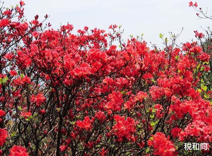 「生肖」7月2号，脚踏祥云，财旺福气旺，贵人指点，成功逆袭的生肖