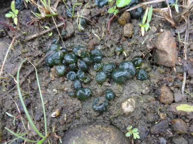 「蛋白质」稻田里的这个野味，人称“土燕窝”，蛋白质是牛肉的2倍，别错过