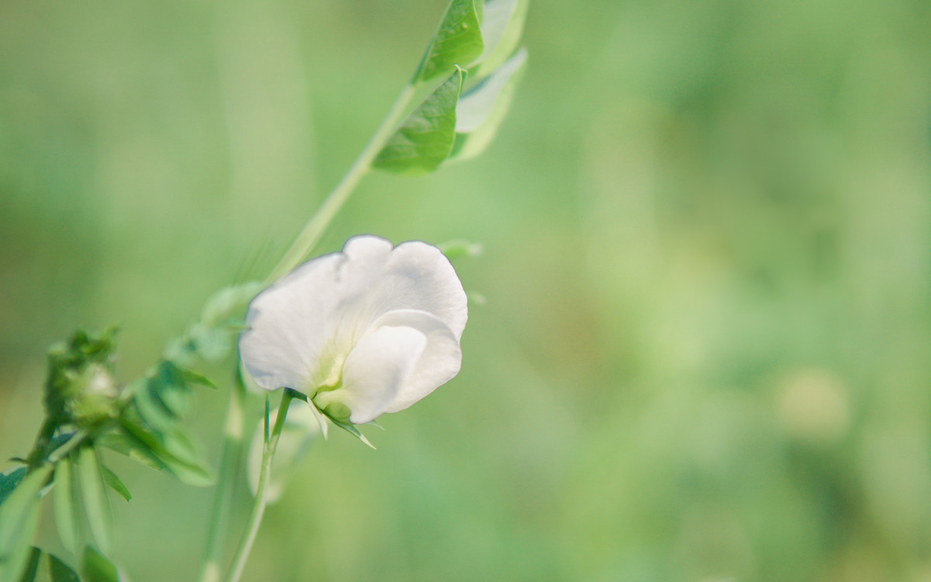 属兔@生肖兔：明后两天有大囍事发生，点开的人都有喜！