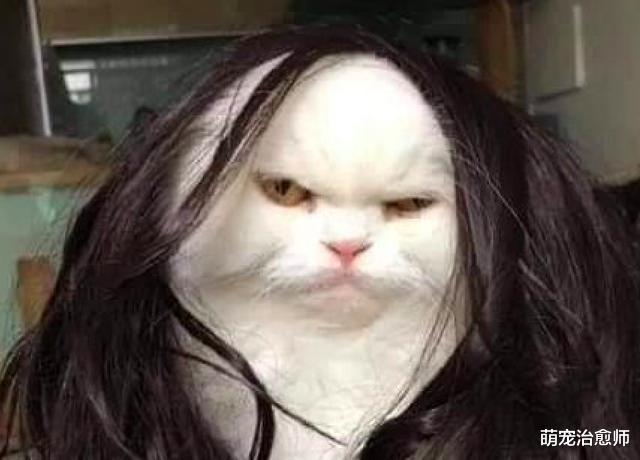 网友买了一个新假发，给猫咪戴上后毫无违和感，这是喵版的唐嫣？