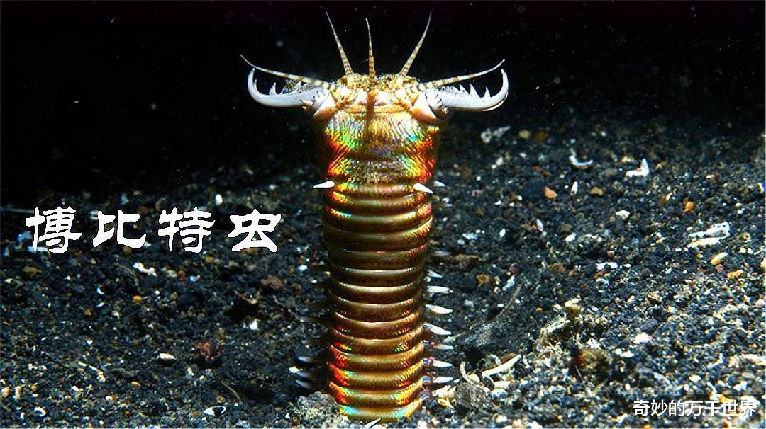 深海蠕虫多奇葩,扁形虫最鲜艳漂亮