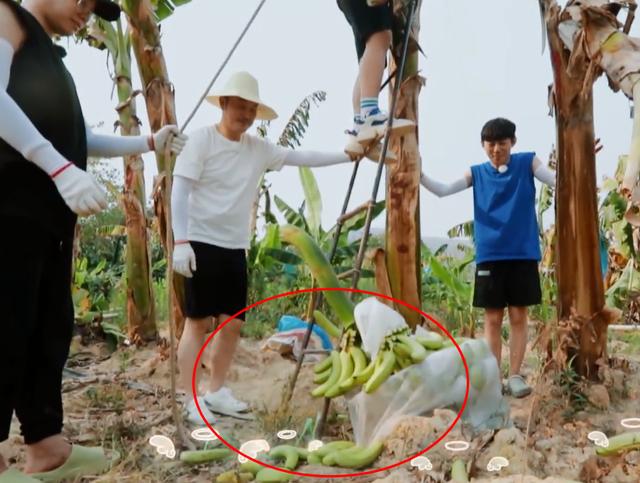 黄磊|一张图揭露为何《向往的生活》不再向往，画面窒息，同情黄磊