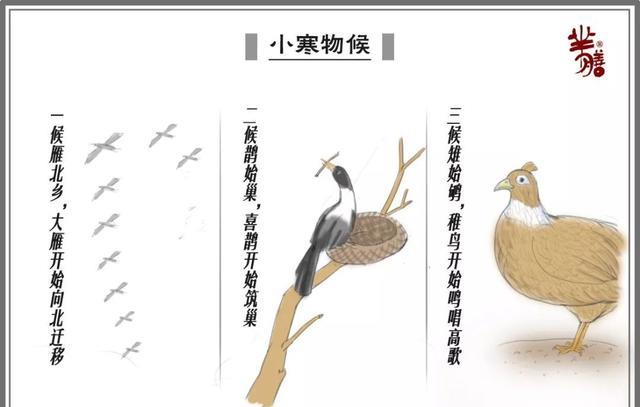 小智爱运动 “鸡冷上架，鸭冷下河”，数九寒天，不同家禽有不同的应对做法