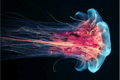 海洋生物■最新科学发现!七种你一定没看过的海洋生物,样貌惊人千奇百怪