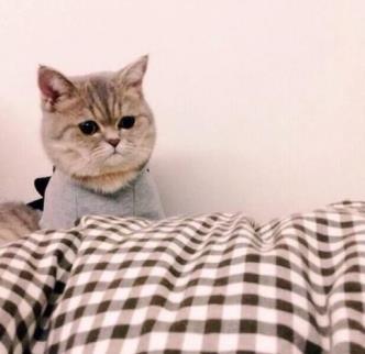 猫咪为何老是盯着你看？其实猫眼里藏着“这些秘密”，你知道吗？